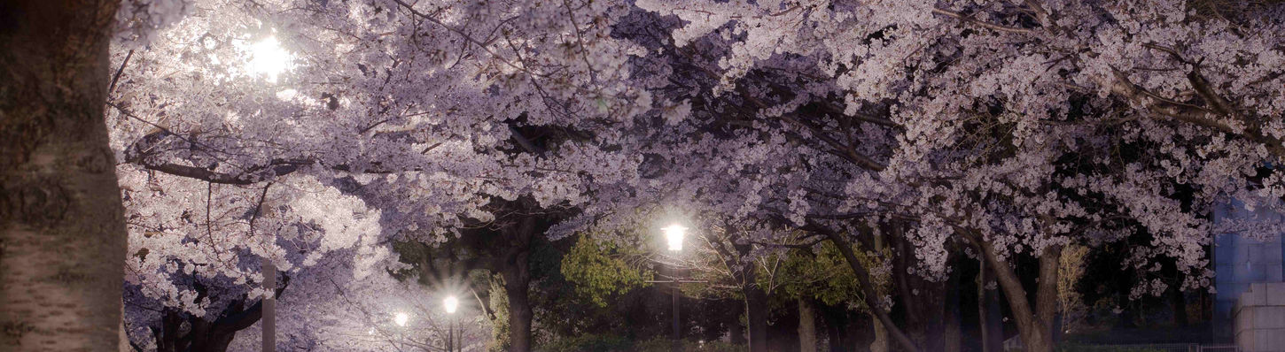 桜と光線.jpg