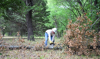 Tree Trimming and Firewood