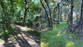Before and After Results of Overseeding