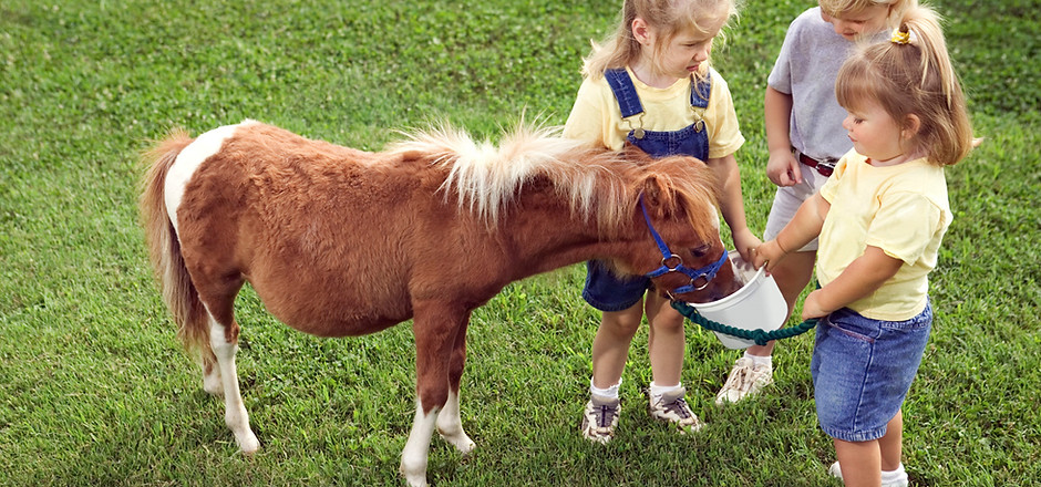 Pony Love