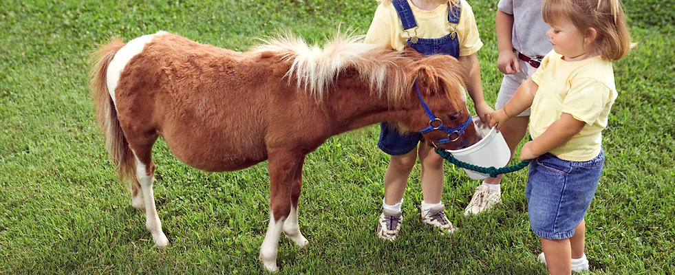 Pony Love