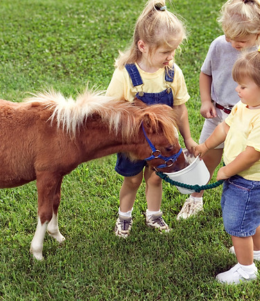 Pony-Liebe