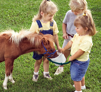 Pony Love
