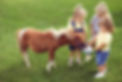 Pony Love