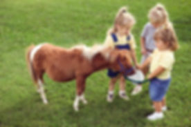 Pony Love