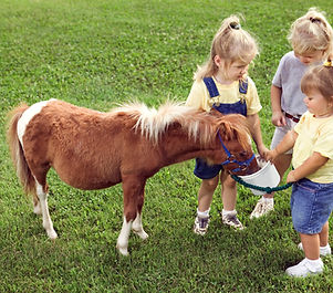 Pony Love