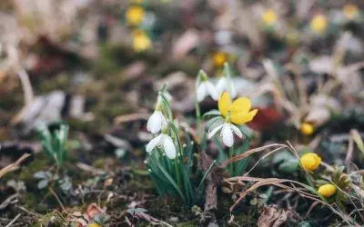 Seasonal Energy: Spring