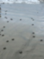 The turtle release! Twig says everyone--villagers and cruise ship people alike--stood in a large half-circle to act as the wall against predators before the turtles were tipped out of their box and sent to the sea. Good luck, little guys!
