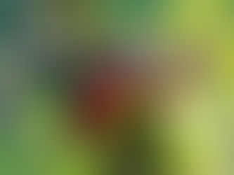 Animal Espiritual Hoatzin