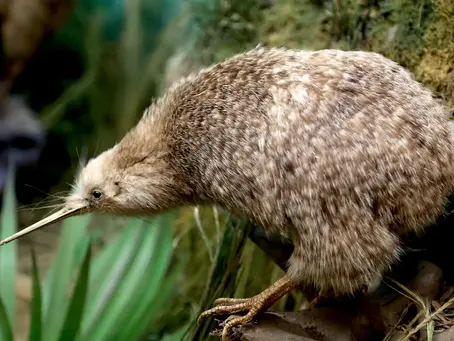 Animal Espiritual Kiwi
