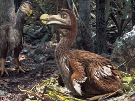 Animal Espiritual Pássaro Dodô