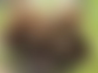 Espírito Animal Urso