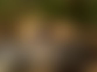 Animal Espiritual do Guindaste