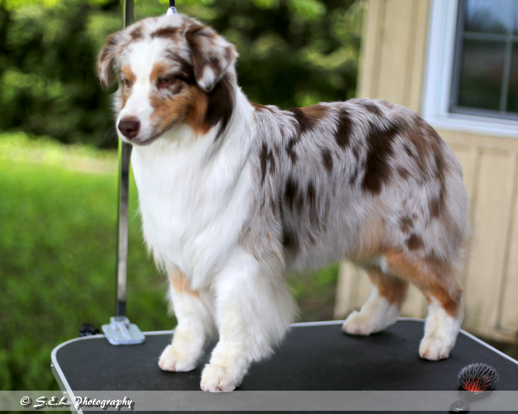 Australian Shepherd Breeders Ontario Gracerok Welcome Australian Shepherd Breeders Ontario