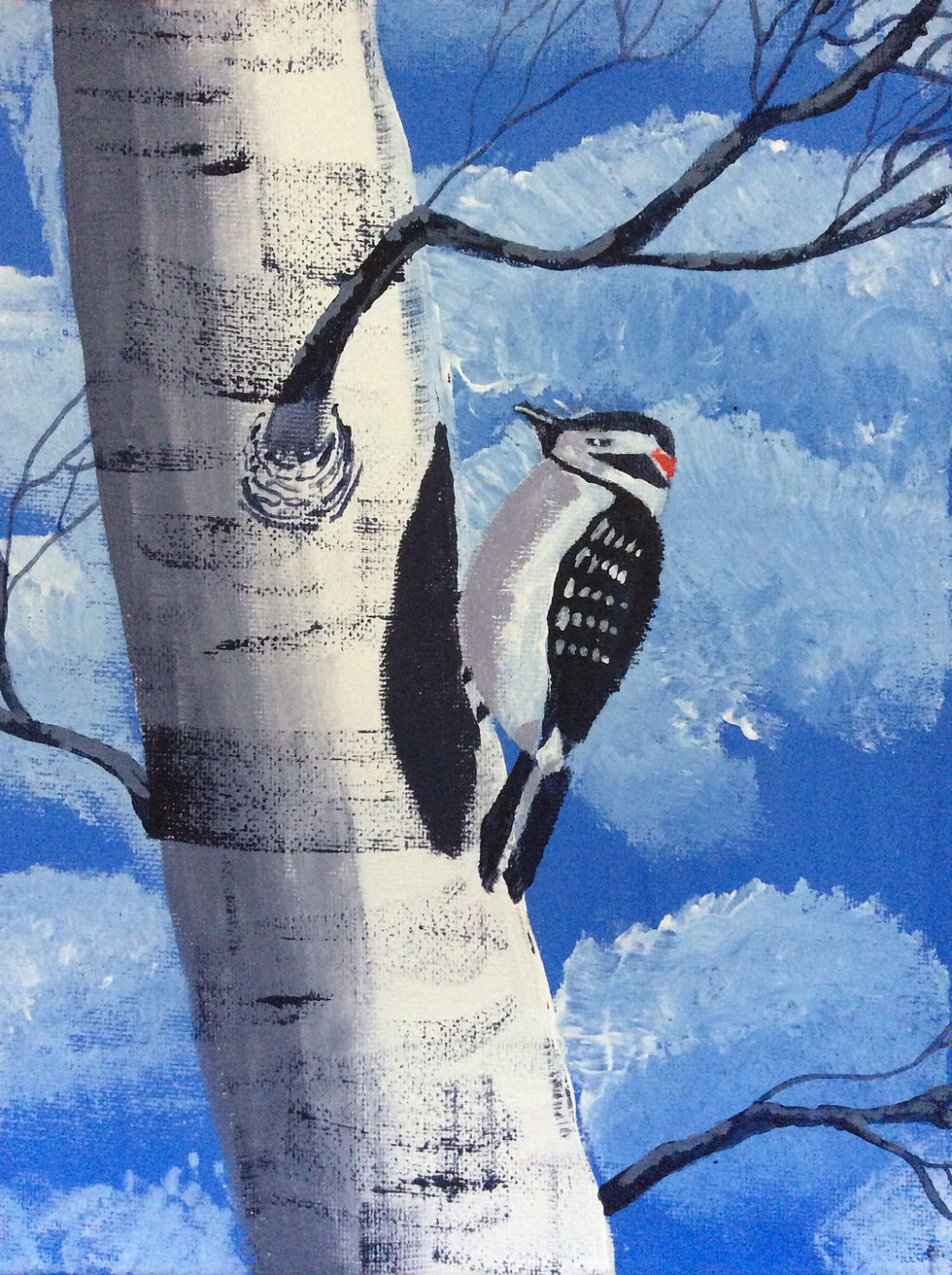 Lesser Spotted Woodpecker on a Silver Birch by Michelle Cush