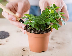 Potting up Ivy.jpg