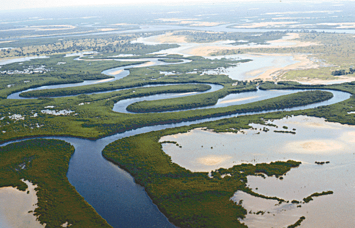 Mangrove