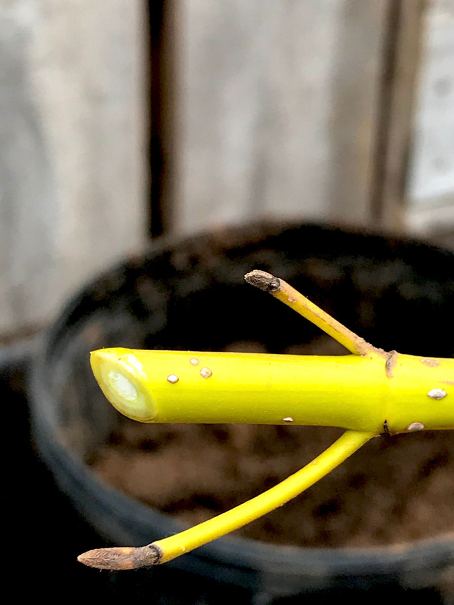 Propagating through hardwood starts