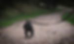 black short coat small dog walking on dirt road during daytime_edited.jpg