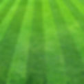 Perfect Lawn.jpg