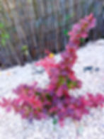 Barberry
