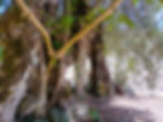 Ancient olives