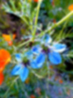 Love-in-a-mist