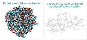 Enzīmi