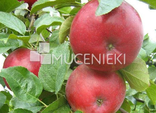 Rudens-ziemas ābeļu komercšķirnes | ZS MUCENIEKI