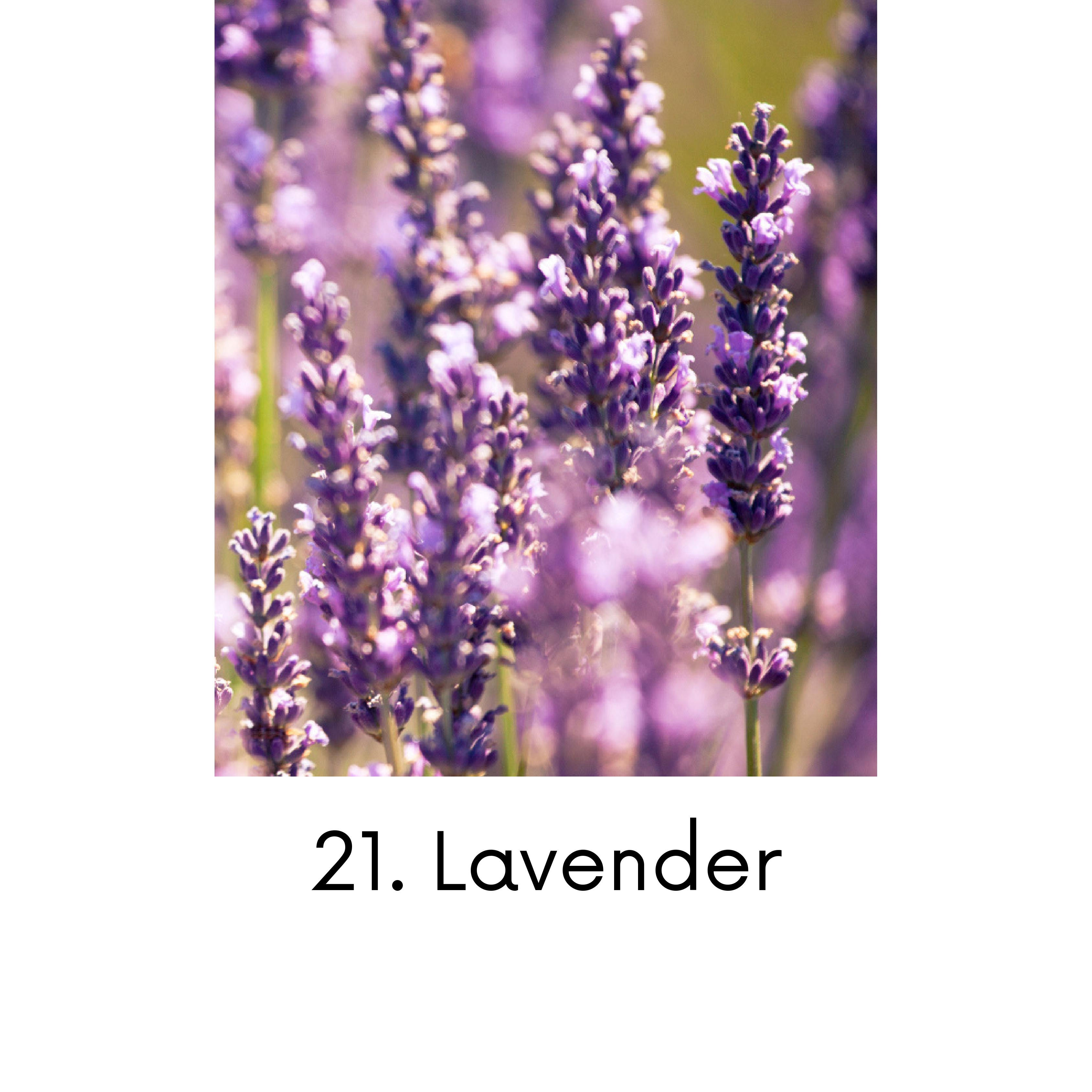Lavender