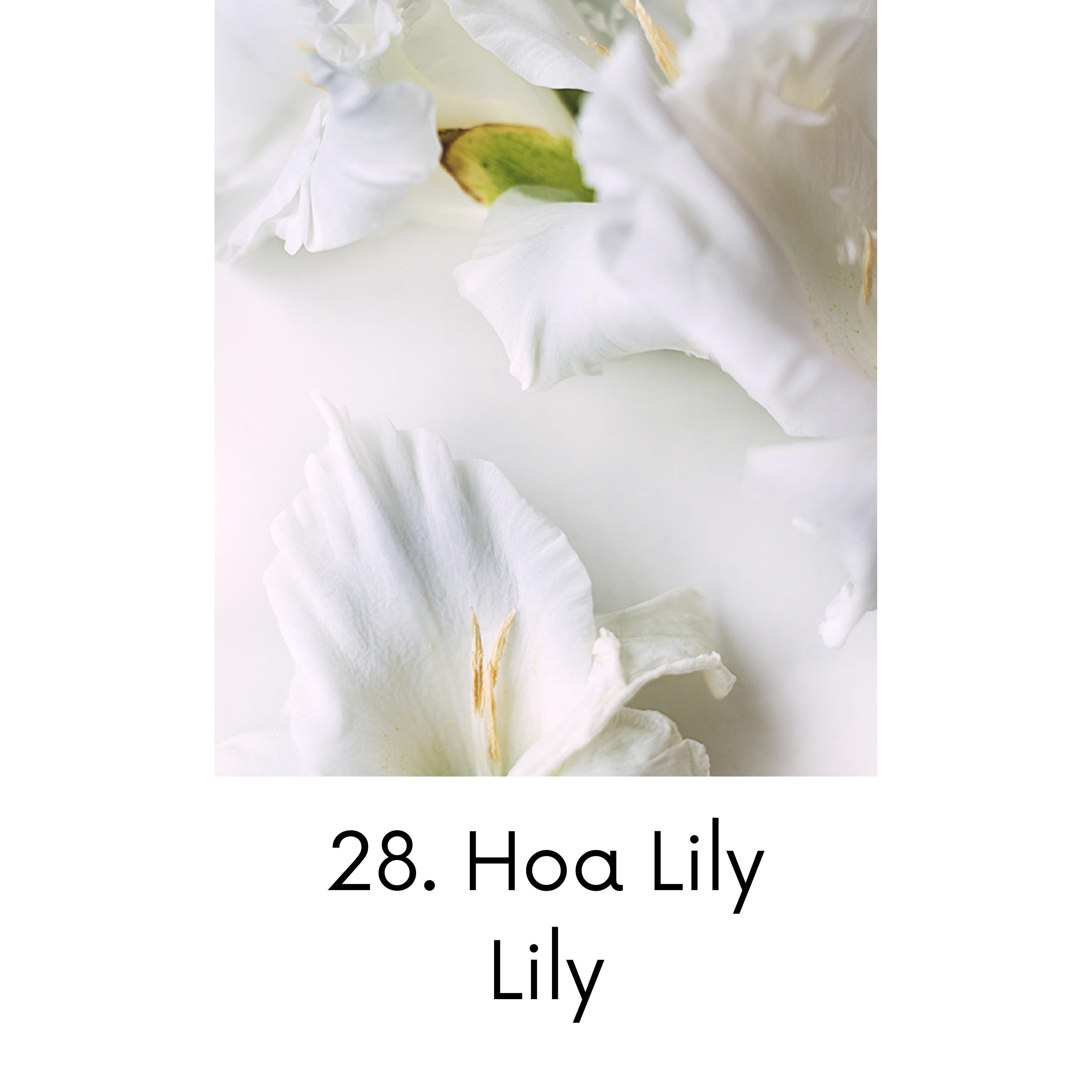 Hoa lily