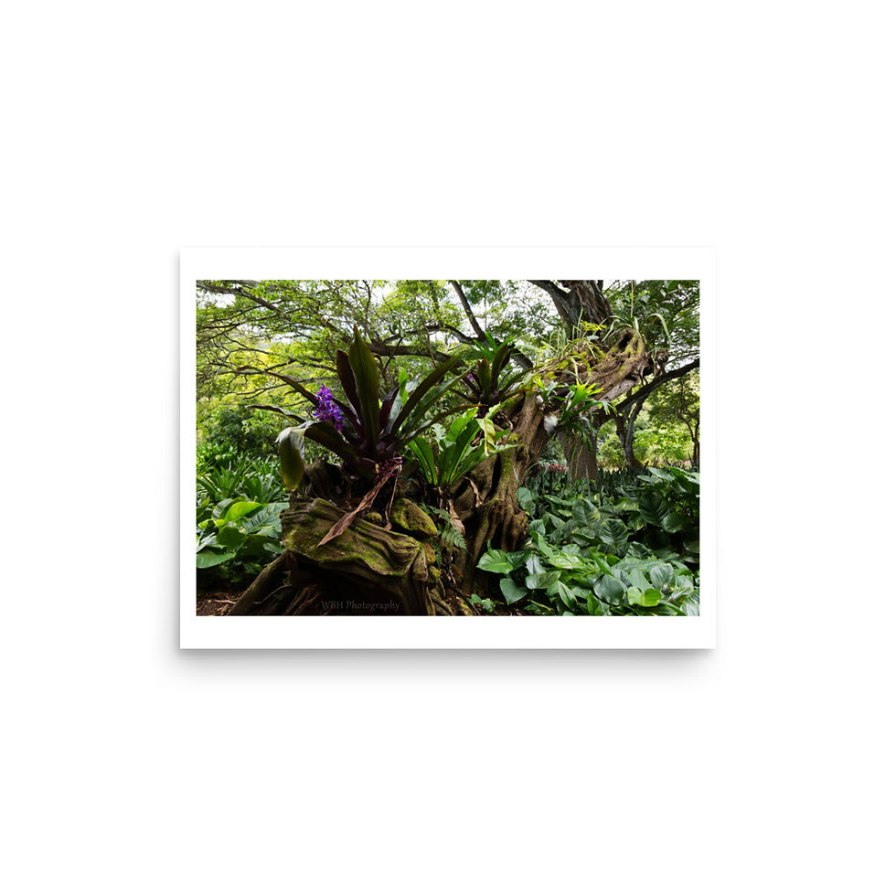 Thumbnail: Air Plants (Glossy Print)