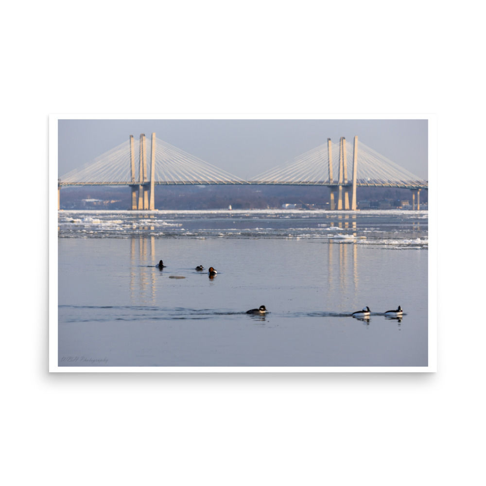 Winter Ducks and Bridge Reflections (Glossy Print)
