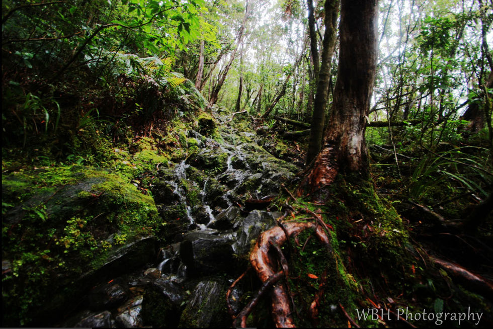 Incredible lush rainforest in New Zealand with moss covered rocks over a creek. to the right in the foreground is a tree with interesting roots.
