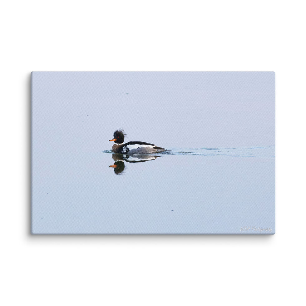 Thumbnail: Red-Breasted Merganser (Canvas)