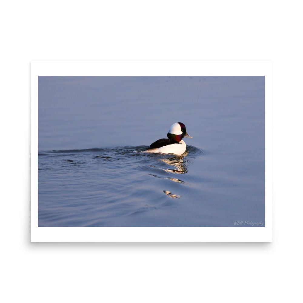 Bufflehead (Glossy Print)