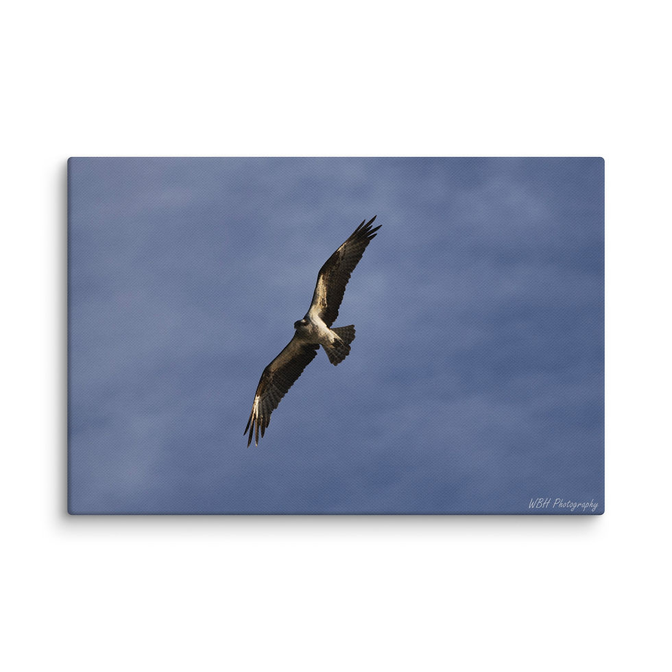 Thumbnail: Osprey Above (Canvas)