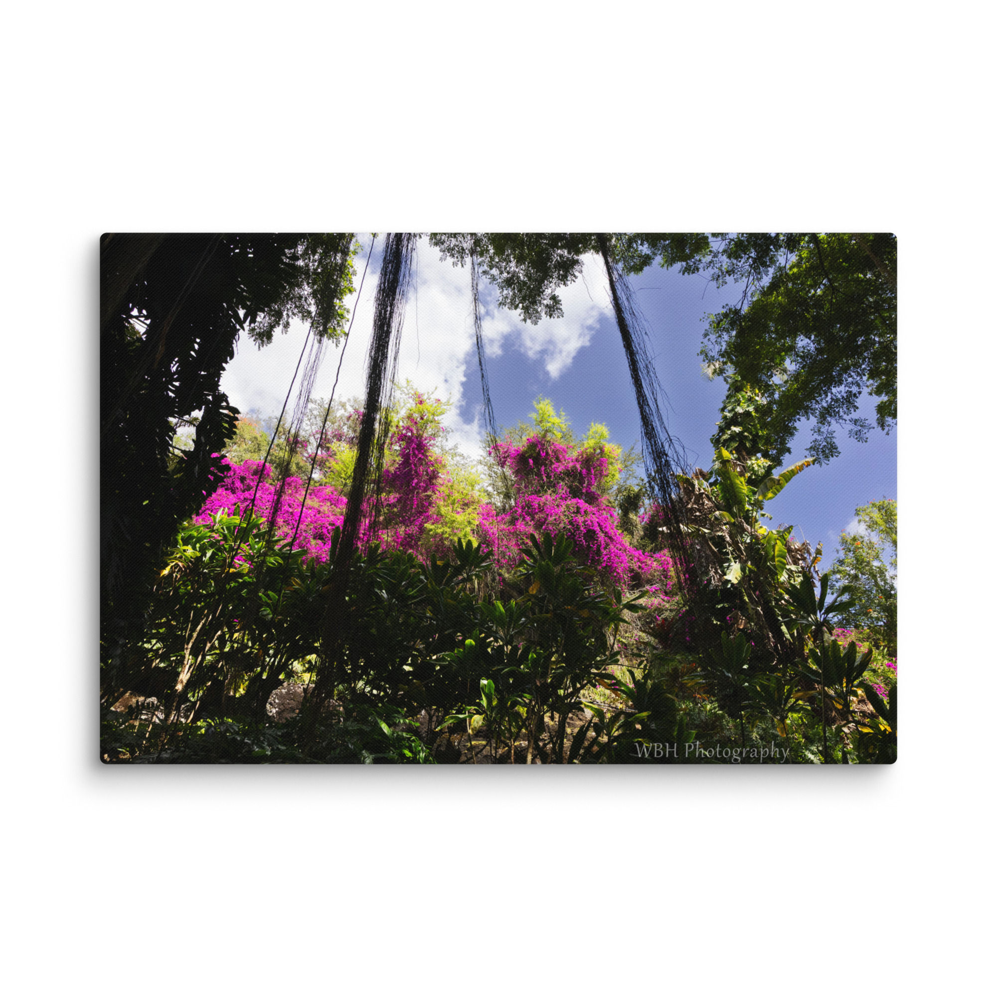Garden Canopy (Canvas)