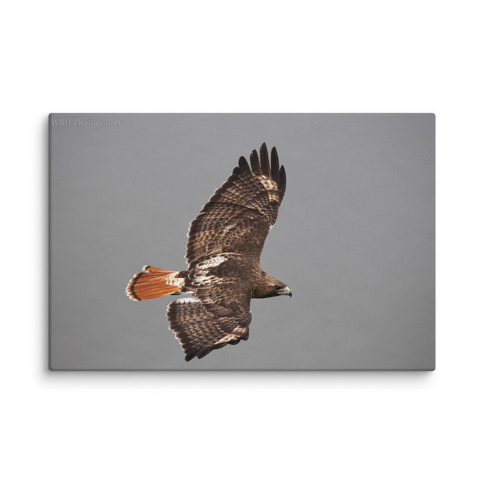 Thumbnail: Red-Tailed Hawk (Canvas)