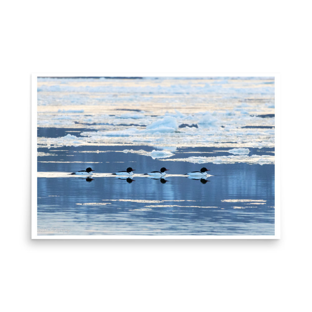 Common Mergansers Among Ice (Glossy Print)