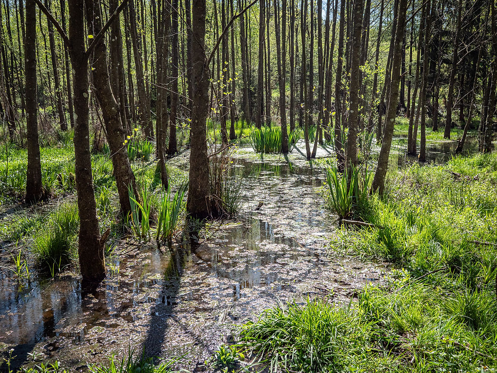 Vu son intérêt écologique, la forêt alluviale fait et a fait l'objet de multiples projets de restauration à travers l'Europe. Cet habitat demeure néanmoins menacé et fragmenté.