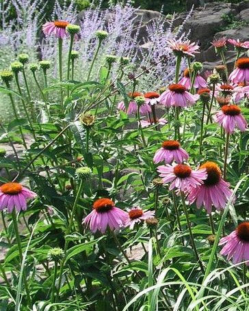 Echinacea_Purp