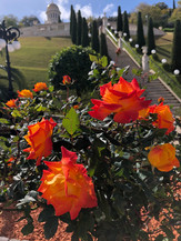 IMG_6392.JPEG