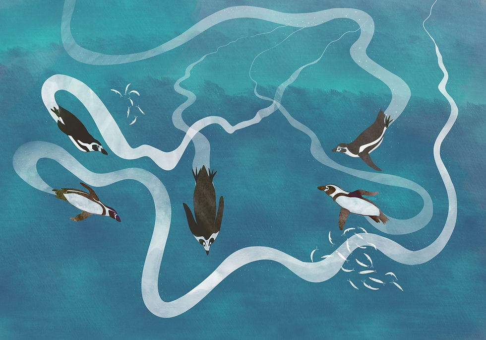 Humboldt Penguins _v1