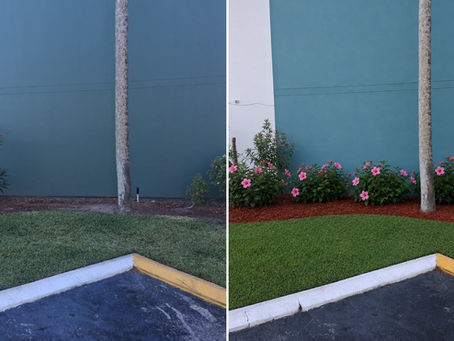 Pet-Friendly Landscaping: Why Plant Safety Matters at Commercial Properties
