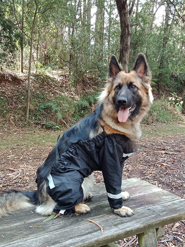 Dog waterproof pants top