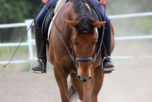 Lesson horse Ellie