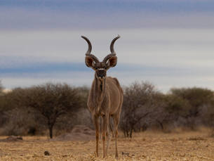 Afrique du Sud : un voyage entre nature, culture et grands espaces