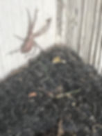 Wolf Spider