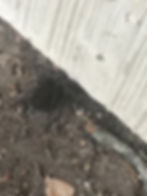 Wolf Spider